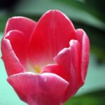 tulip-17486_640